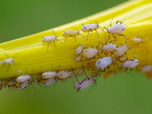 Боротьба з шкідниками і хворобами рослин