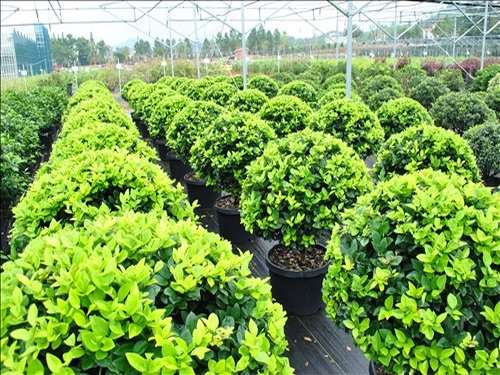 Озеленення декоративними рослинами