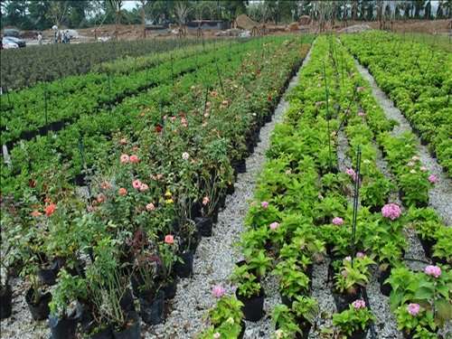 Посадка саду