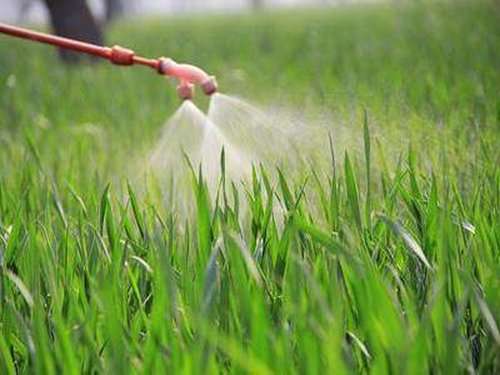 Реанімація газону