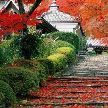 Східний декоративний сад