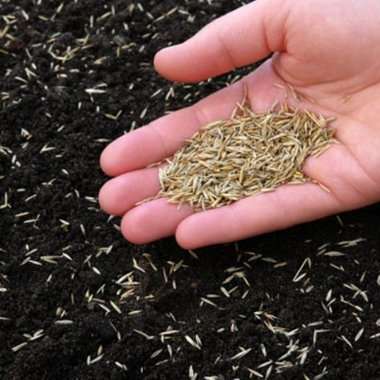 Облаштування посівного газону