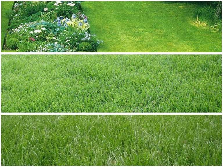 галявина з зеленого газону