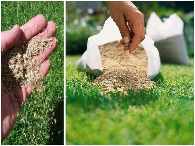 посівний газон