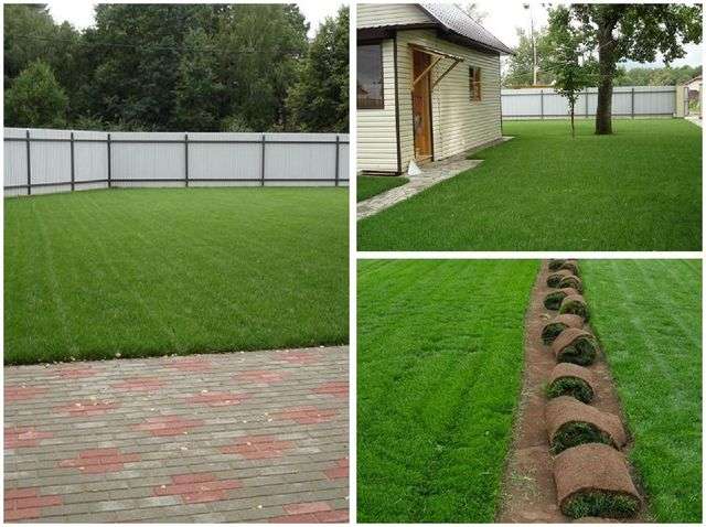 укладання рулонного газону