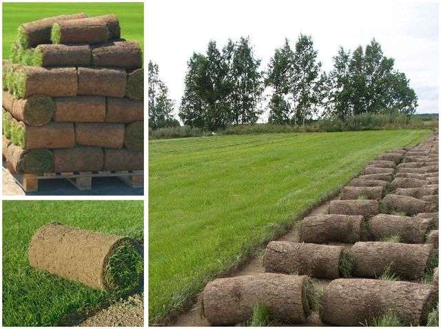 облаштування рулонного газону