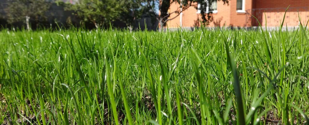 Облаштування Газону