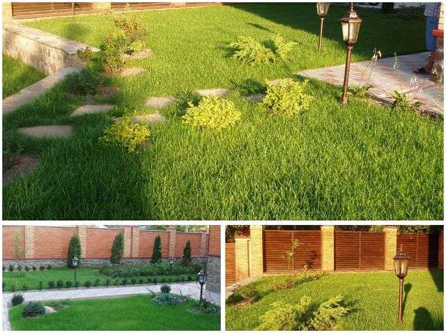 Газон шість соток на ділянці