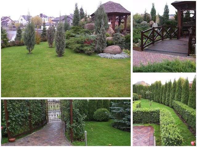 Озеленення двору туї та самшит
