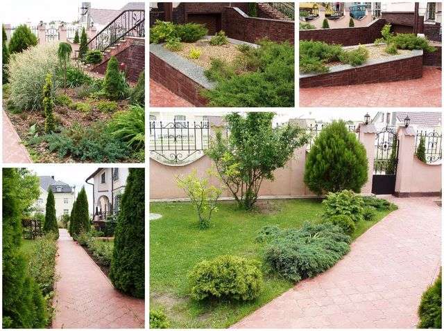 Туї, ялівці і газон